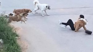 Ankara'da başıboş köpeker yolda yürüyen genç kıza saldırdı