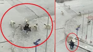 Ankara'da köpeklerin saldırdığı liseliyi güvenlik görevlisi kurtardı