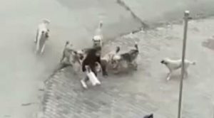 Başıboş köpekler yolda yürüyen genç kıza saldırdı
