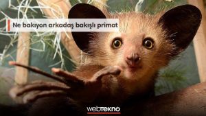 Fotoğrafını Gördüğün Bu Hayvanların Kaçının İsmini Doğru Bileceksin?