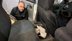 İşçi servisi için kullandıkları aracını doğum yapan kedi ve yavrularına tahsis etti