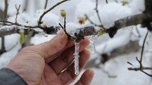 Meteorolojiden zirai don ve kırağı uyarısı