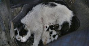 Servis aracını, doğum yapan kedi ve yavrularına bıraktı